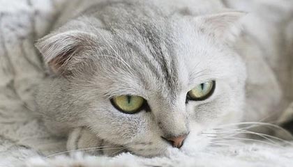 九游app官网下载-VALORANT 选手竞技状态持续火爆，valorant战绩