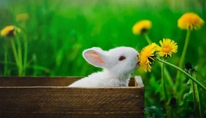 九游app官网下载-VALORANT 选手竞技状态持续火爆，valorant战绩